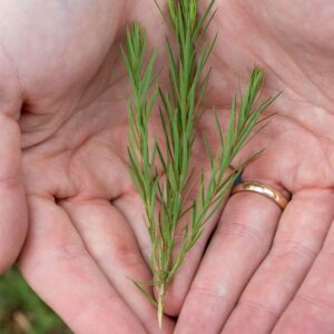 What causes dandruff