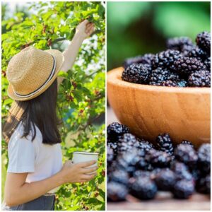 Benefits of using mulberry extract in summer skincare