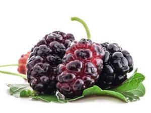 Benefits of using mulberry extract in summer skincare