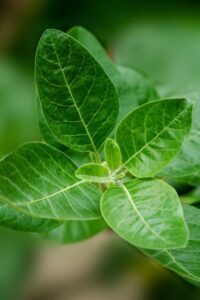 Ayurvedic Remedies for Hair Loss