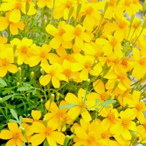 Mosquito Repellent Tips