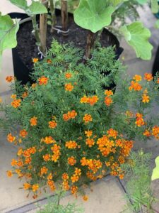 Mosquito Repellent Tips