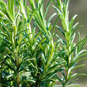 Rosemary for dandruff
