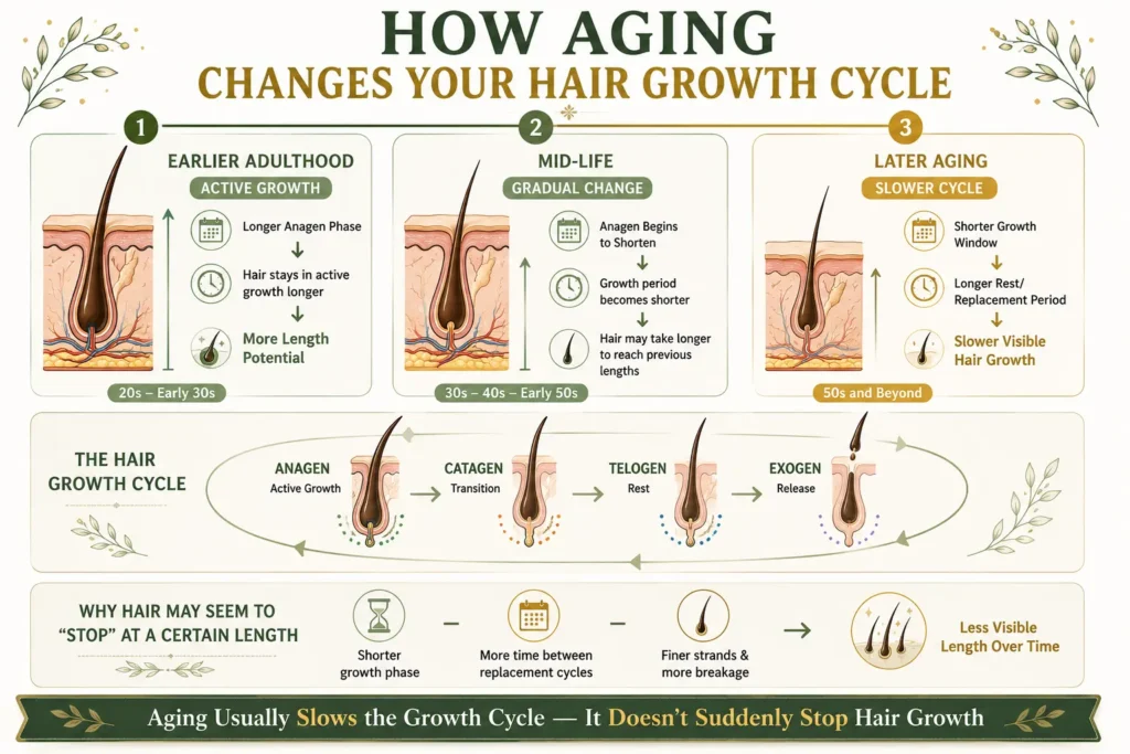 Why does hair growth slow down after a certain age infographic showing how the hair growth cycle changes from earlier adulthood to later aging, including shorter growth phases and slower visible hair growth.